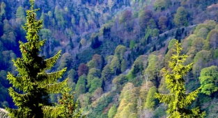 OGM: Yanan ormanlar 3 yöntemle ağaçlandırılacak