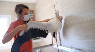 Karşıyaka'da yaban hayat korunuyor: Yaralı leylek koruma altında