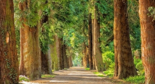 17 bin ağaç türü yok olma tehlikesi altında