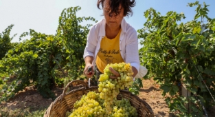 Buca bağlarından sofralara üzüm bereketi!
