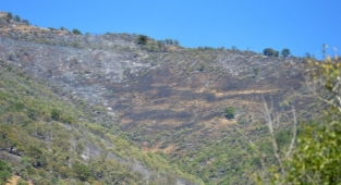 Dersim'de yangın kontrol altına alındı, Bitlis ve Bingöl'de müdahale sürüyor