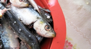 Dikili'de sardalya şenliği zamanı!