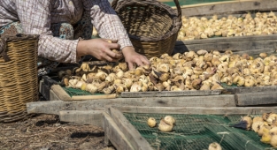 Kuru incir ihracata hazırlanıyor 