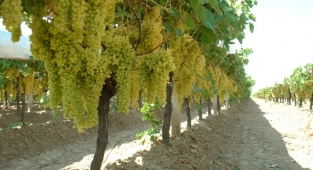 Manisa'da sultaniye bereketi!