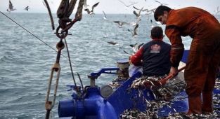 Sezonun ilk ağları çekildi: Gürpınar balık halinde ilk mezat gerçekleşti