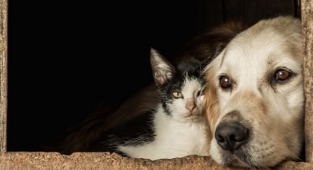 Adil Kentler Derneği'nden hayvan hakları için proje!