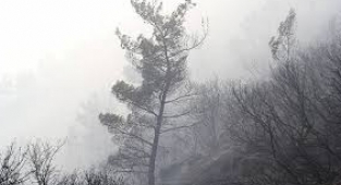 Balçova'da orman yaktığı iddia edilen kişiye tutuklama!