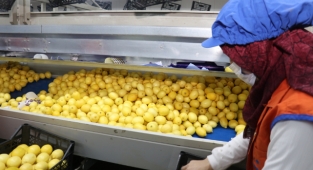 Belçika ve Hollanda'ya meyve sebze mamul ihracatını Ege Bölgesi sırtlıyor 