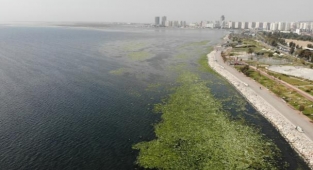 Bostanlı'da 'deniz marulu' yoğunluğu devam ediyor