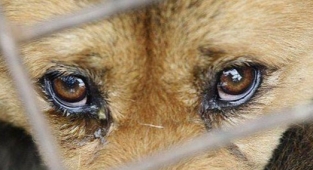 Hayvanları koruma Günü'nde köpeğe işkence!