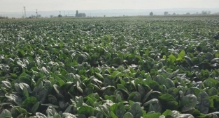 Ispanak iddiaları İzmir'li üreticiyi sıkıntıya soktu!