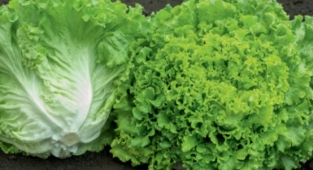 İzmir'in zam şampiyonu 'kıvırcık' oldu!