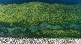 Karşıyaka sahilini 'deniz marulu' kapladı