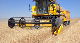 Kuraklık korkusu buğday fiyatlarına rekor kırdırdı