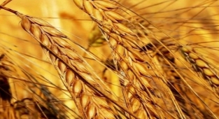 Küresel gıda fiyatlarında zirve