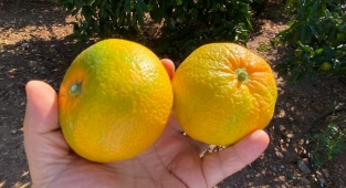 Satsuma, gecikmeli ihracat yolcusu. Hedef 500 milyon dolar