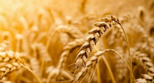 Tahıl ürünlerine biyoteknolojik yöntem