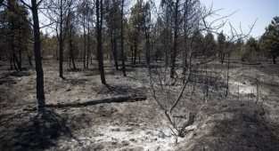 Yanan ormanlar yeniden yeşertiliyor!