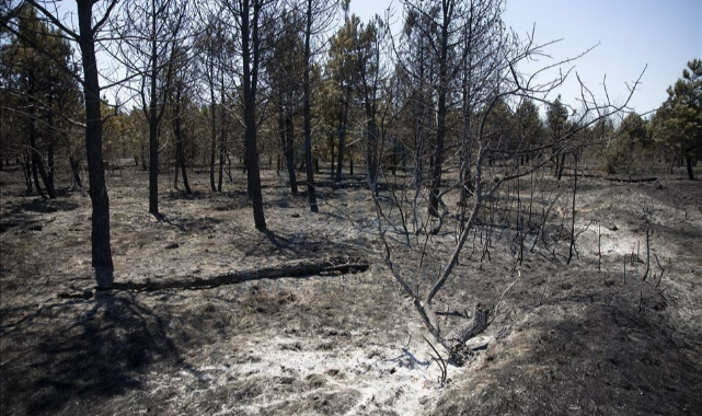 Yanan ormanlar yeniden yeşertiliyor!