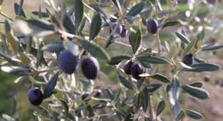 Buca’nın zeytinliklerinden öğrencilere burs