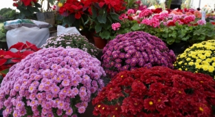 Karşıyaka ‘Sonbahar Çiçek Festivali’ ile renklendi 