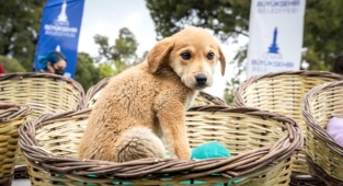 Büyükşehir'den açıklama: Can dostlarımız hepimize emanet