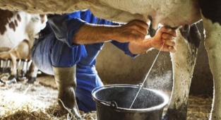 Üreticilerden revize talebi: Bu gidişle et ve süt üretilemez