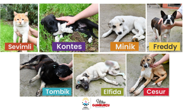 Çiğli’de Tedavileri Yapılan “Sokak Sakinlerine” Yuva Aranıyor