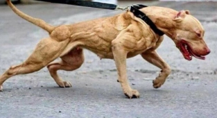 İzmir'de yasaklı ırklardaki 1985 köpek kayıt altına alındı