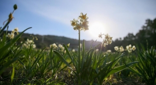 Nergis çiçeğinin kokusu, İzmir'i sardı