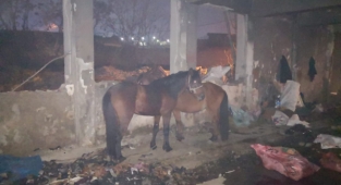 Konak’ta kaçak kesime ortak operasyon