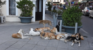 Menemen'de bir skandal daha: Sokak köpeklerini Foça sınırına atıyorlar!