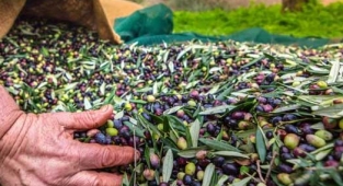 Zeytin ihracatında hedef 1 milyar dolar