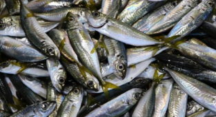 Balık fiyatları fırladı