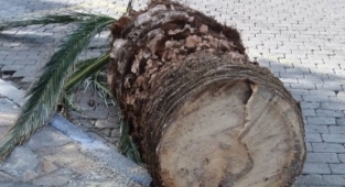 Büyükşehir'den kesilen ağaçlar için açıklama: Bakanlığın yönetmeliğini esas aldık