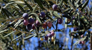 Ekoloji örgütlerinden 'zeytinlik' çağrısı: Talanı durduracağız