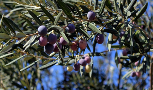 Ekoloji örgütlerinden 'zeytinlik' çağrısı: Talanı durduracağız