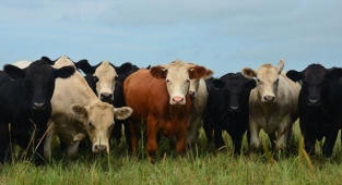 Tire Süt'ten çok önemli uyarı: İnekler kesiliyor, açlık kapıda