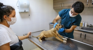 Buca Belediyesi 3 yılda 28 bin can dostuna hizmet verdi