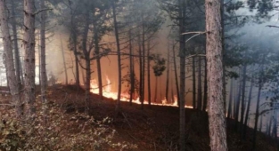 İzmir’de ormanlık alanda yangın