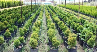 İzmir'den yanan ormanlara can suyu: 2 milyon fidan gönderildi 