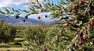 ŞPO'dan maden ihalesi iptali çağrısı