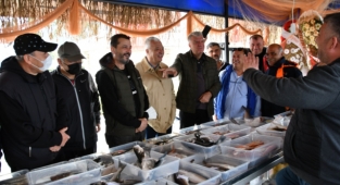 Taze balık mezattan sofraya