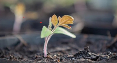 İlk kez Ay'dan getirilen toprakta bitki yetiştirildi