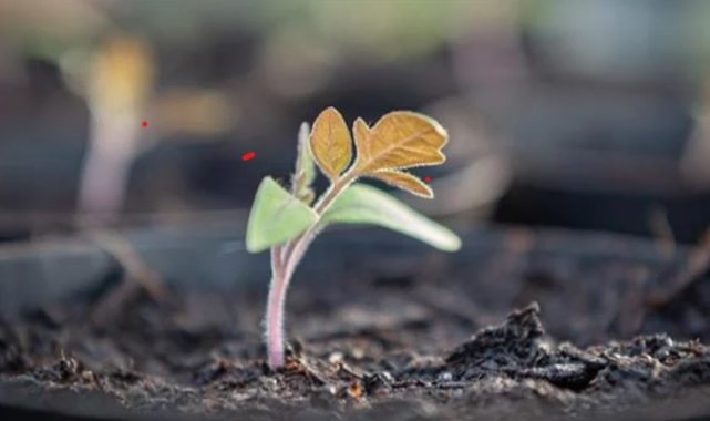 İlk kez Ay'dan getirilen toprakta bitki yetiştirildi