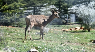 Kızıl geyiklerin yeni yuvası Spil Dağı 