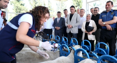 Aliağa’da Yavru Ölümlerine Karşı Aşı Kampanyası Başladı