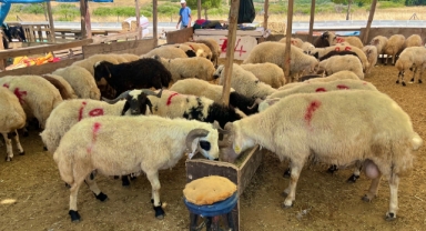 Bayraklı Belediyesi Kurban Bayramına hazır!