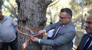 Çam fıstığını “Böcekler” kurtaracak!