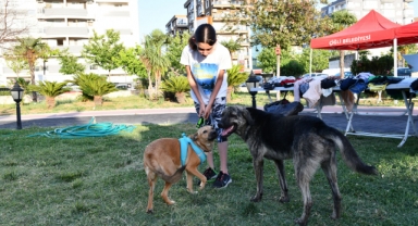 Çiğlili Hayvanseverler 5. kez Pati Dostları Festivalinde Buluştu